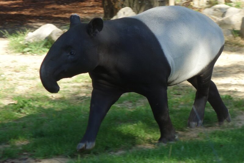 2016年 フランス旅行記〜5日目 パリ動物園