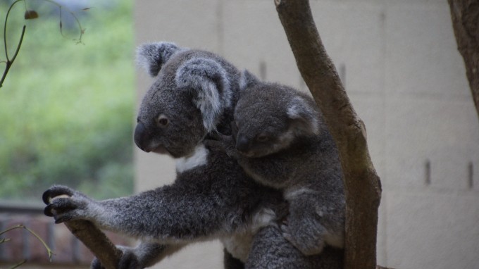 初夏の動物園は赤ちゃん三昧でした