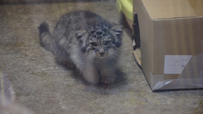 マヌルネコの赤ちゃんを見てきました！（埼玉こども動物自然公園）