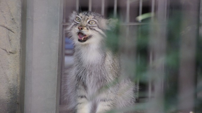 マヌルネコは大人だってかわいいぞ