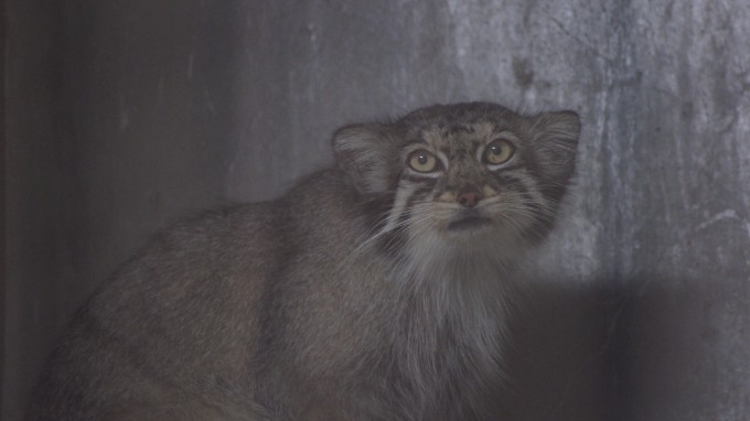 お盆な東山動物園の動物たち