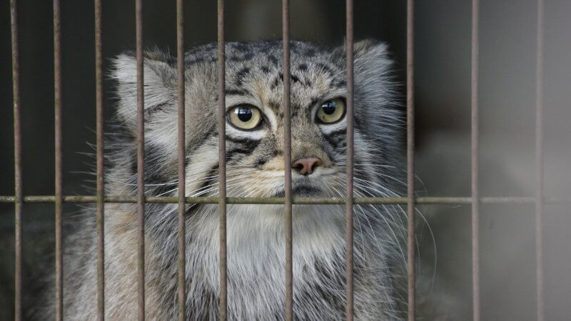 東山動物園　マヌルネコのハニーさん衝撃の瞬間！