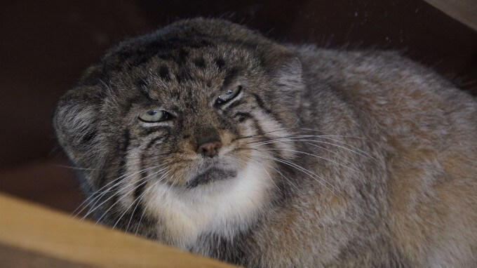 マヌルネコの赤ちゃん誕生！（埼玉こども動物自然公園）