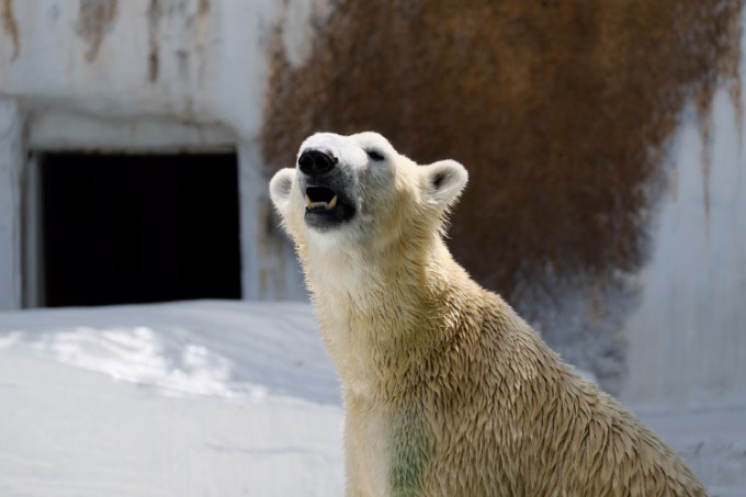 無料で富士フイルムX-T20をレンタルしてみた～天王寺動物園で試写編