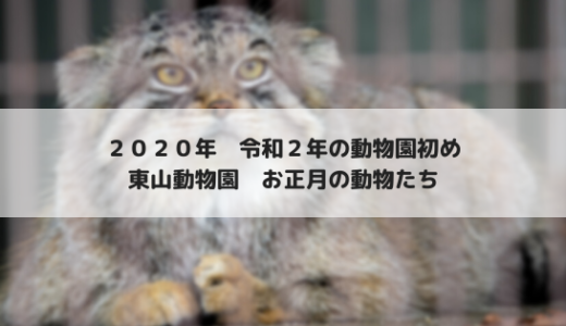 2020年のお正月は東山動物園で動物園初め