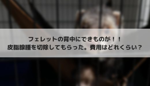 フェレットの背中に腫瘍が！？手術で皮脂腺腫を切除してきました。気になる費用は・・・