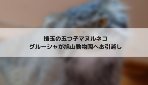 こども動物自然公園のマヌルネコ　グルーシャが北海道の旭山動物園へお引越し