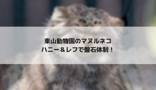 【東山動物園】ハニーとレフの共演を見てきました