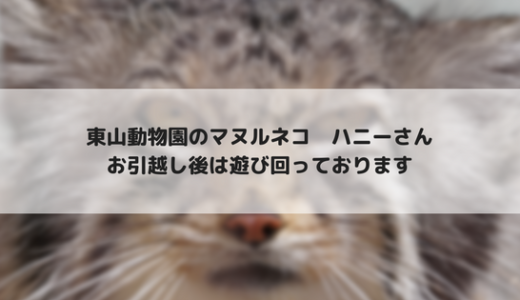 お引越ししたマヌルネコのハニーさんは元気に遊んでいます