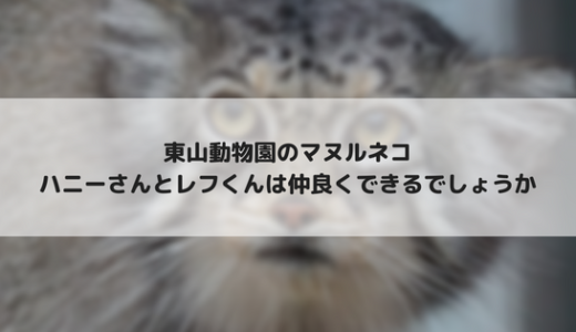 マヌルネコのハニーさんとレフくん、午前中はペアリングタイムです