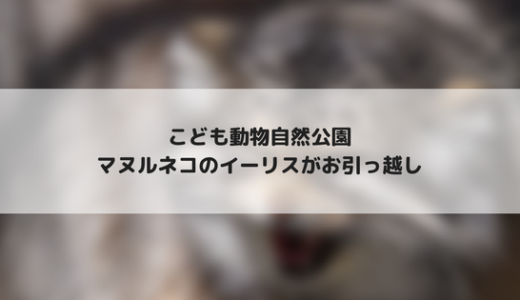 【こども動物自然公園】マヌルネコのイーリスが王子動物園へお引っ越し