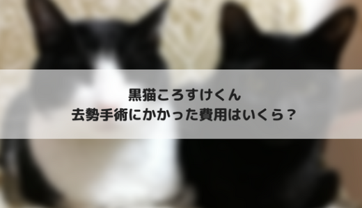 愛猫の去勢手術にかかる費用はいくら？我が家の場合をご紹介