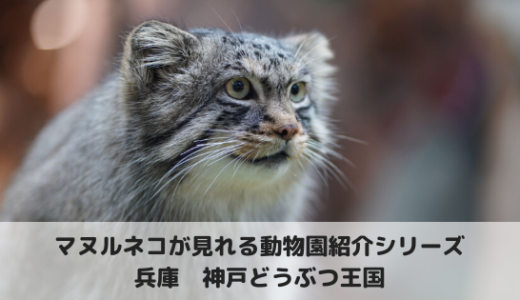 マヌルネコに会える動物園～神戸どうぶつ王国編