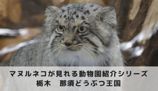 マヌルネコに会える動物園～那須どうぶつ王国編