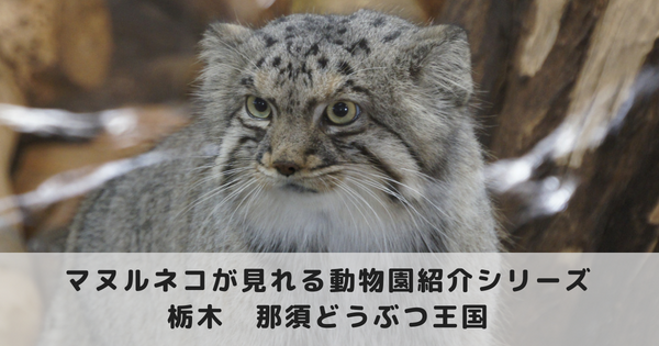 マヌルネコに会える動物園 那須どうぶつ王国編 たまくま倶楽部