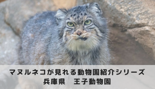 マヌルネコに会える動物園～神戸市立王子動物園編