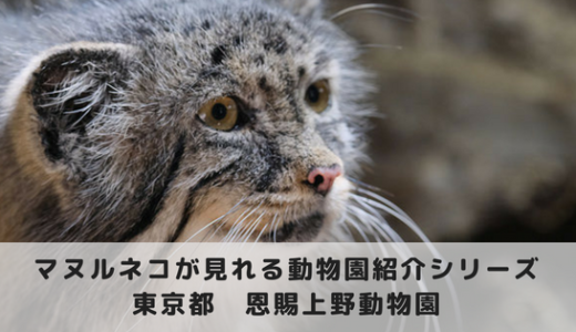 マヌルネコに会える動物園～恩賜上野動物園編