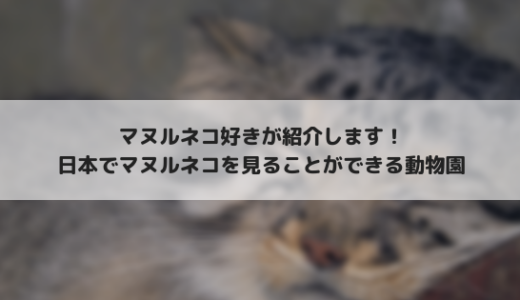 マヌルネコ好きが紹介する、マヌルネコに会える日本の動物園！