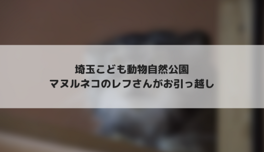 【こども動物自然公園】マヌルネコのレフさんがお引っ越し！？