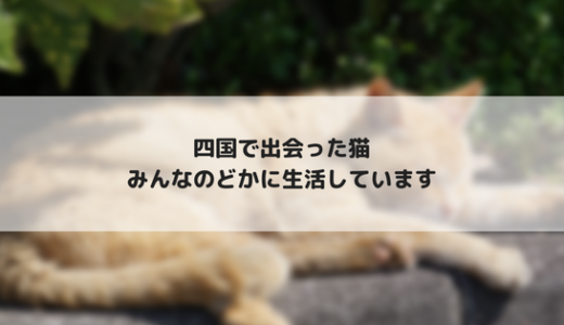 【四国旅行3】四国の野良猫を撮影してきました