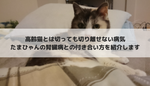 愛猫の腎臓病とうまく付き合っていく・・・我が家の場合